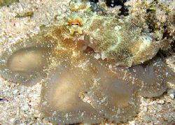 Undescribed octopus hunting by Christine Huffard 